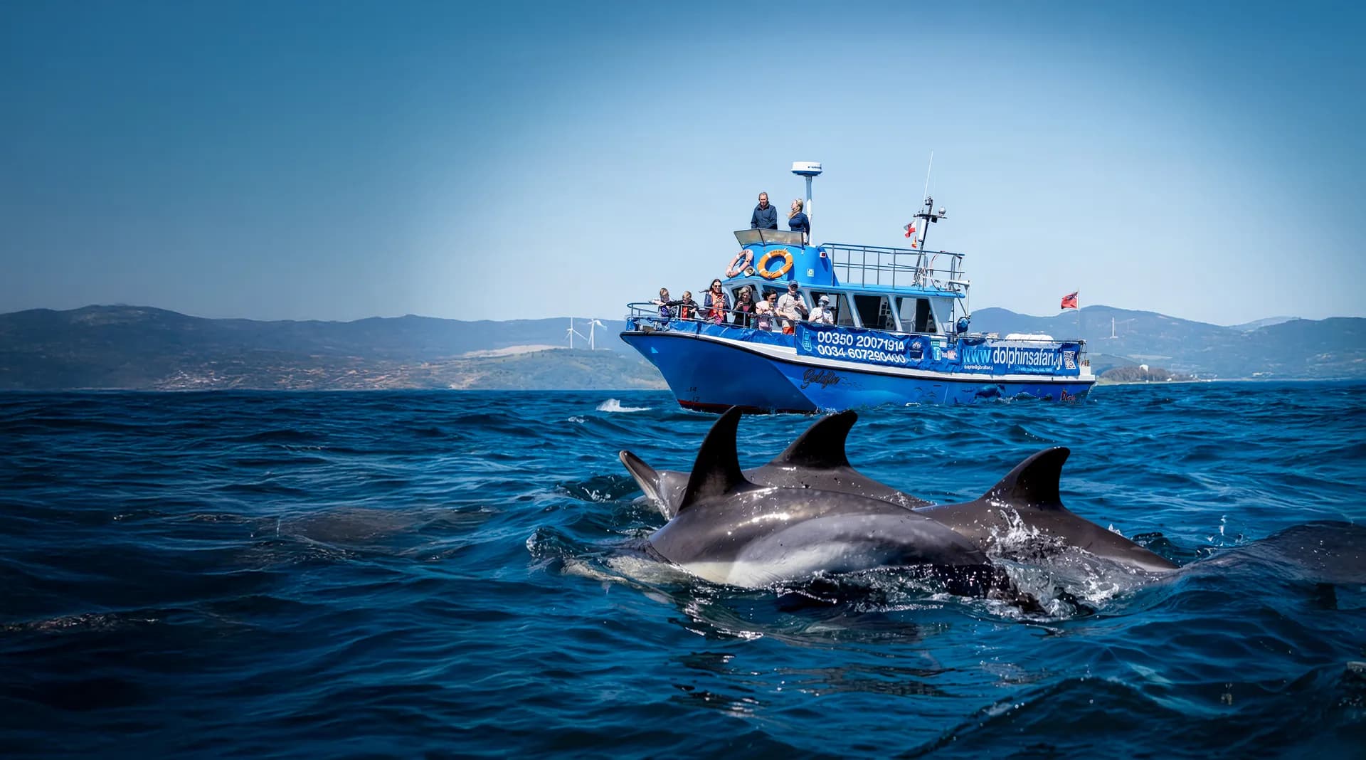 Dolphin Safari Experience