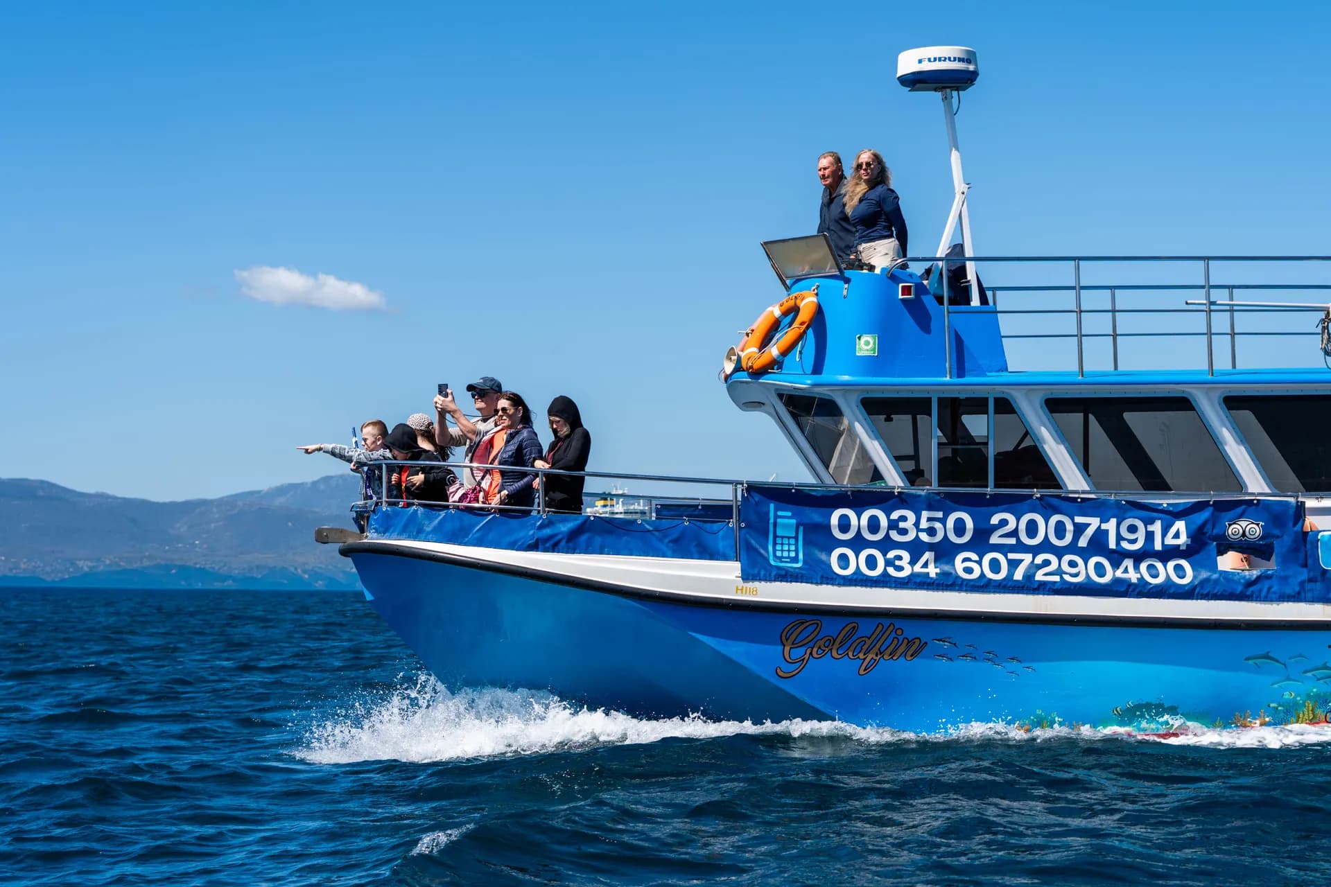 Dolphin Safari Experience